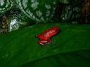 Grenouille toxique (Dendrobate tinctorius)
